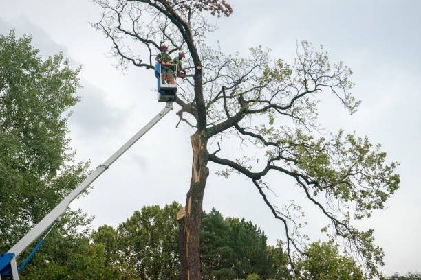 Professional Tree Care in Austin, MN